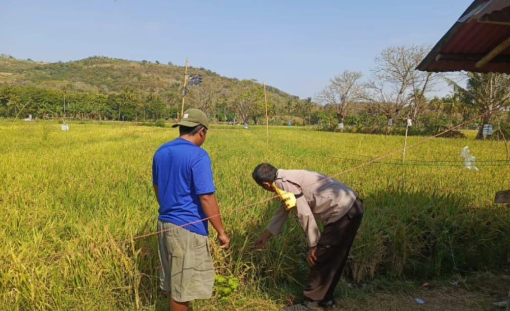 Gali Kendala Petani Demi Sukseskan Ketahanan Pangan, Bhabinkamtibmas Desa Ngeru Tinjau Lahan Padi Warga